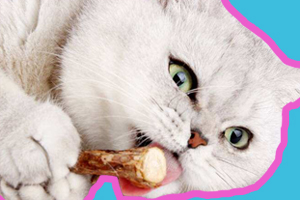 猫零食什么时候喂