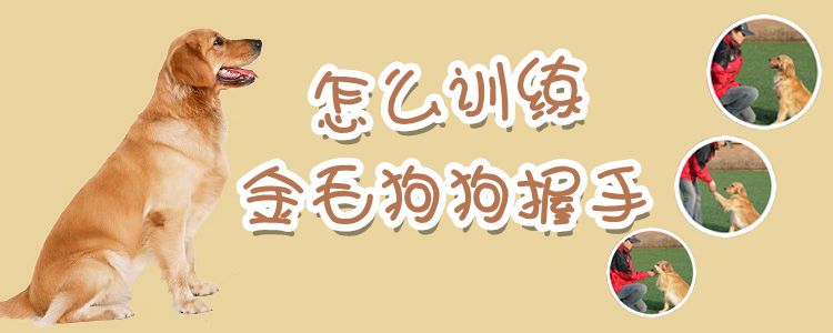 怎麼訓練金毛狗狗握手