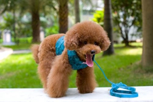 狗狗牵引绳有什么好处