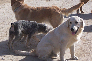 流浪狗领养注意事项