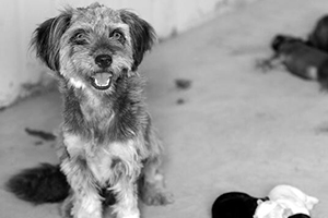 流浪狗领养手续