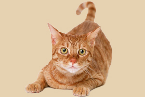 怎么驯服小野猫