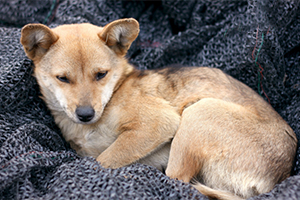 捡到流浪狗带回家要怎么处理