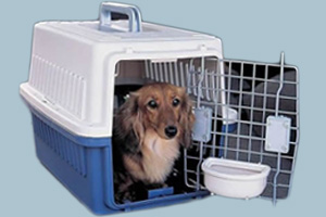 宠物托运手续怎么办理