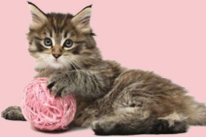 猫玩具怎么挑选