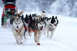 雪橇犬有几种