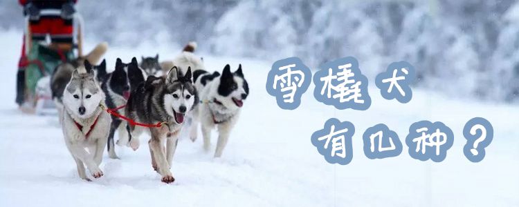 雪橇犬有几种