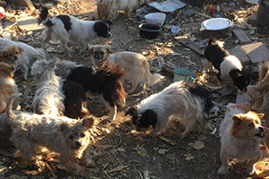 流浪狗吃什么食物