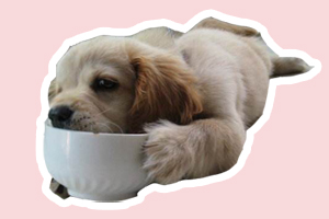 金毛犬怎么养胖