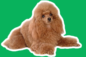 贵宾犬怎么养才不臭