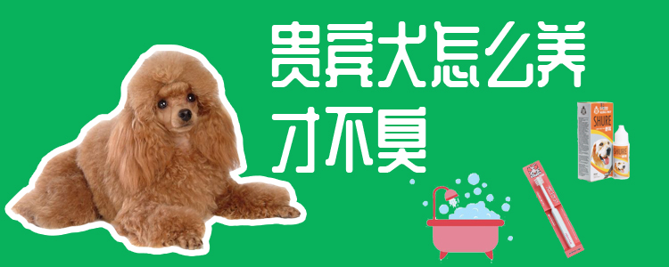 贵宾犬怎么养才不臭