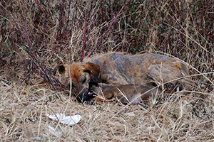 流浪狗狗领养要注意什么