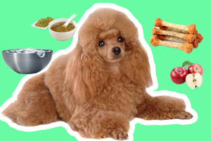 贵宾犬吃什么不上火