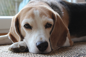 养狗的坏处有哪些