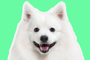 萨摩耶怎么养听话