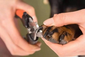 宠物狗狗怎么剪指甲