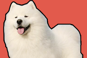 萨摩耶怎么养胖