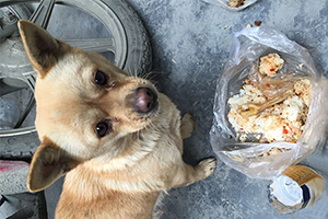 流浪狗怎么带回家