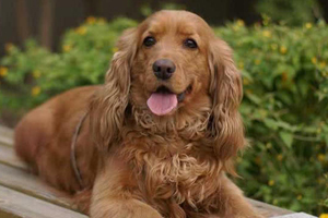 狗年龄计算方法是什么