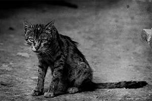 收养流浪猫要做什么检查