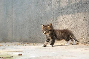 收养流浪猫要注意事项