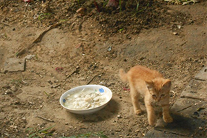 流浪猫吃什么食物