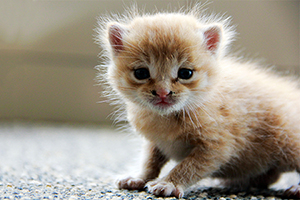 收养流浪猫怎么处理