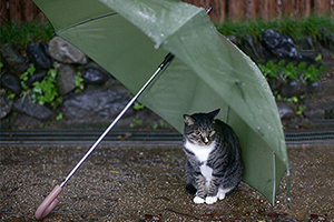 流浪猫带回家注意事项