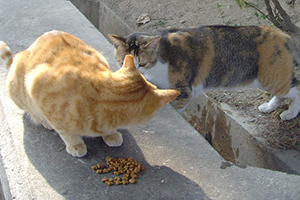 流浪猫收养怎么处理