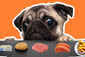 巴哥犬怎么养胖