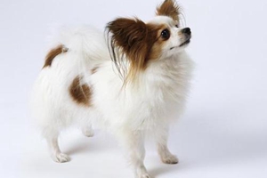 蝴蝶犬吃什么狗粮