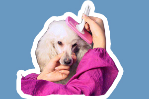 贵宾犬美容教程是什么