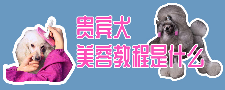 贵宾犬美容教程是什么