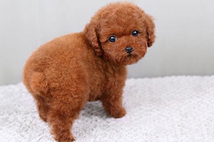 泰迪幼犬怎么选