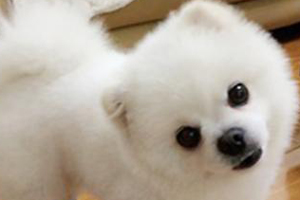 小狗在家到处拉尿怎么办