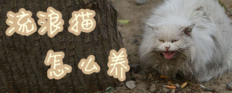 流浪猫怎么养