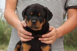 罗威纳幼犬吃什么