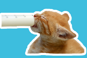 幼猫吃什么补充营养