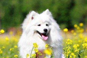 银狐犬吃什么狗粮好