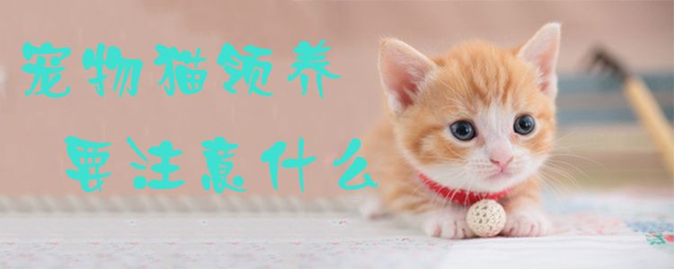 宠物猫领养要注意什么