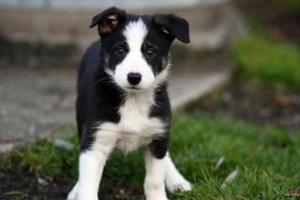 边境牧羊犬吃什么狗粮好