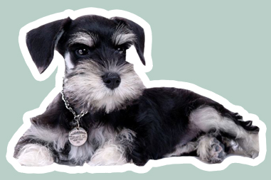 雪纳瑞造型怎么剪