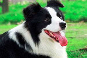 牧羊犬喜欢吃什么食物