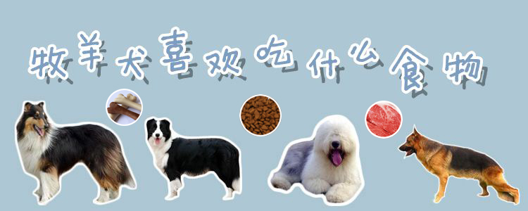 牧羊犬喜欢吃什么食物