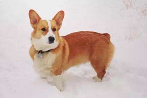 柯基断尾的原因是什么