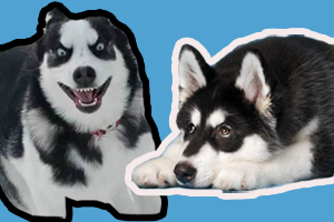 哈士奇怎么养才听话