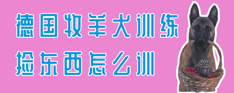 德國牧羊犬訓練撿東西怎麼訓