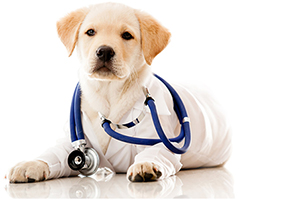 如何辨别狗狗健康