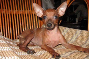 鹿犬为什么要断尾