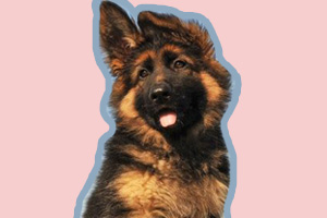 德国牧羊犬吃什么长的快